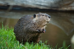 north american beaver